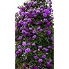 Violet Climbing Rose Flower Seeds – Heirloom, Non-GMO, High Germination Organic Garden Seeds for Planting Cut Flower Gardens