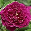 Ebb Tide Deep Purple Rose Seeds for Planting - Heirloom, Non-GMO, High Germination, Organic Garden Seeds