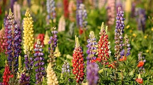 Lupine Flower Seeds for Planting – Drought Tolerant Heirloom Non-GMO High Germination Organic Garden Seeds