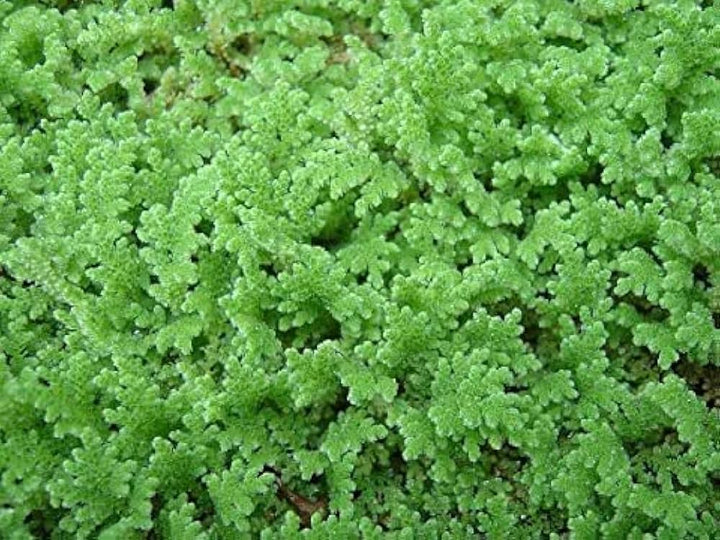 Flower Seeds, Seeds,Seeds For Planting,Plant Seeds