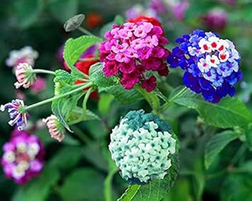 Flower Seeds, Seeds,Seeds For Planting,Plant Seeds