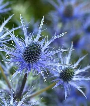 Flower Seeds, Seeds,Seeds For Planting,Plant Seeds
