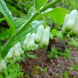 Flower Seeds, Seeds,Seeds For Planting,Plant Seeds