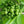 Vegetable Seeds,Garden seeds, Seeds For Planting,Plant Seeds