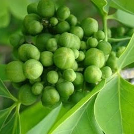 Vegetable Seeds,Garden seeds, Seeds For Planting,Plant Seeds