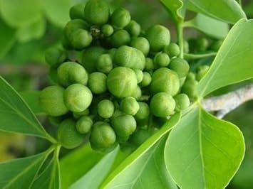Vegetable Seeds,Garden seeds, Seeds For Planting,Plant Seeds