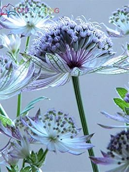 Flower Seeds, Seeds,Seeds For Planting,Plant Seeds