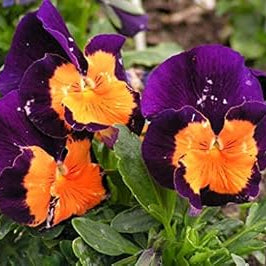 Flower Seeds, Seeds,Seeds For Planting,Plant Seeds