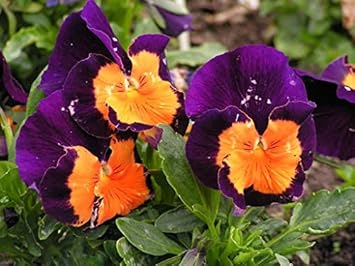 Flower Seeds, Seeds,Seeds For Planting,Plant Seeds