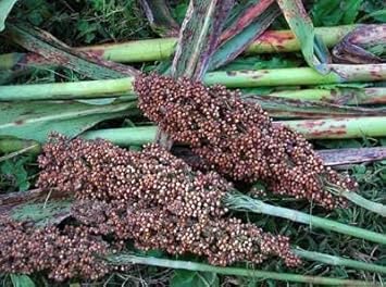 Vegetable Seeds,Garden seeds, Seeds For Planting,Plant Seeds