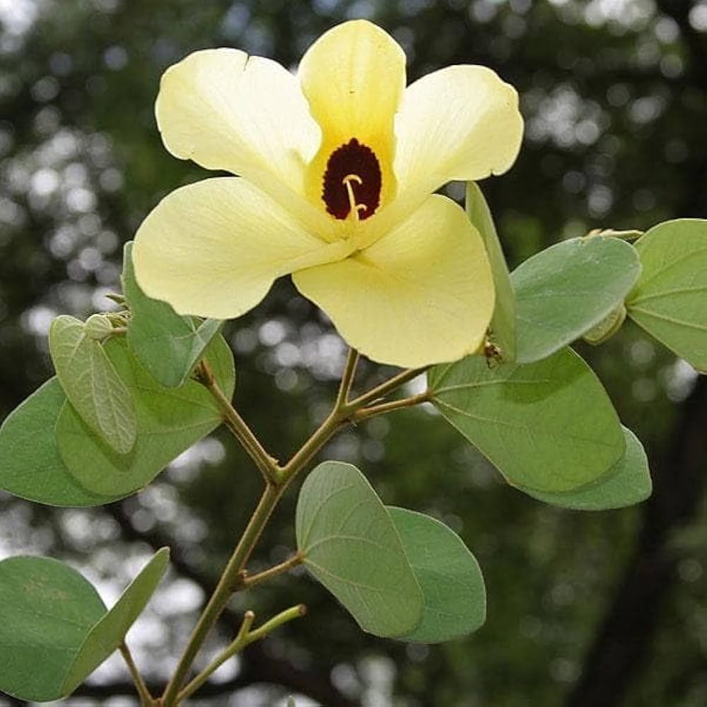 Yellow Bauhinia Flower Seeds – Cut Flower Favorite, Heirloom & Non-GMO Seeds for Home Garden