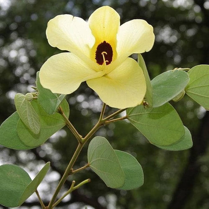 Yellow Bauhinia Flower Seeds – Cut Flower Favorite, Heirloom & Non-GMO Seeds for Home Garden