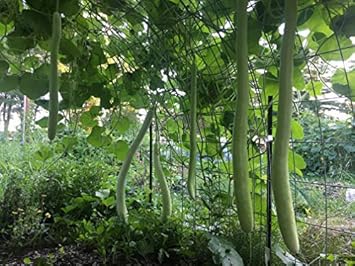 Vegetable Seeds,Garden seeds, Seeds For Planting,Plant Seeds