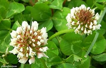 Flower Seeds, Seeds,Seeds For Planting,Plant Seeds
