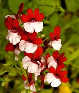 Nemesia Strumosa Flower Seeds for Planting – Shade-Tolerant Heirloom, Non-GMO, High Germination Garden Seeds