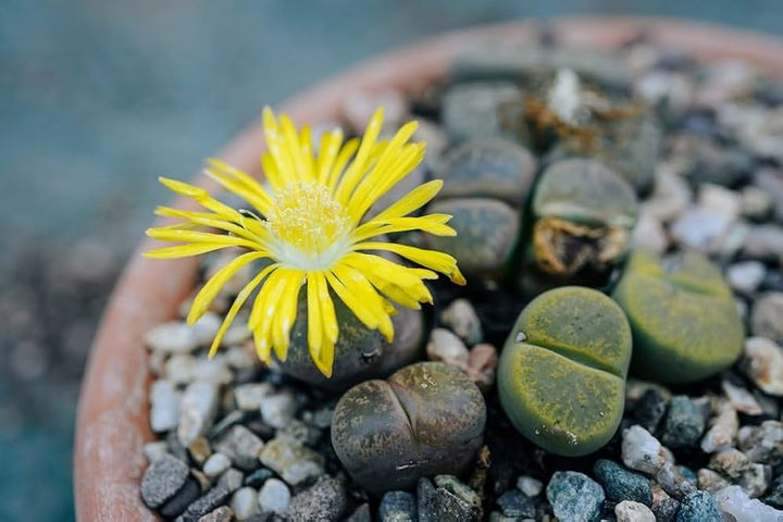Lithops Succulent Flower Seeds for Planting – Sun Loving, Heirloom & Non-GMO Organic Garden Seeds