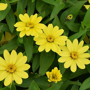Flower Seeds, Seeds,Seeds For Planting,Plant Seeds