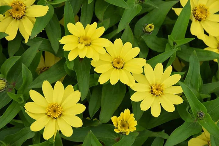 Yellow Profusion Flower Seeds for Planting | Heirloom, Non-GMO, High Germination Organic Garden Seeds for Vibrant Summer Blooms