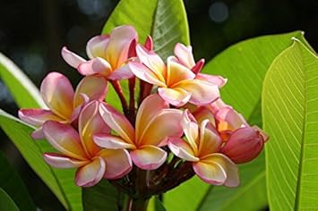 Flower Seeds, Seeds,Seeds For Planting,Plant Seeds