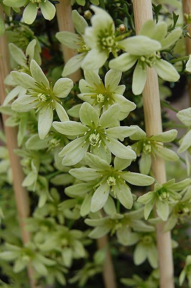 Green Clematis Flower Seeds for Planting – Heirloom, Non-GMO, Colorful Display, High Germination