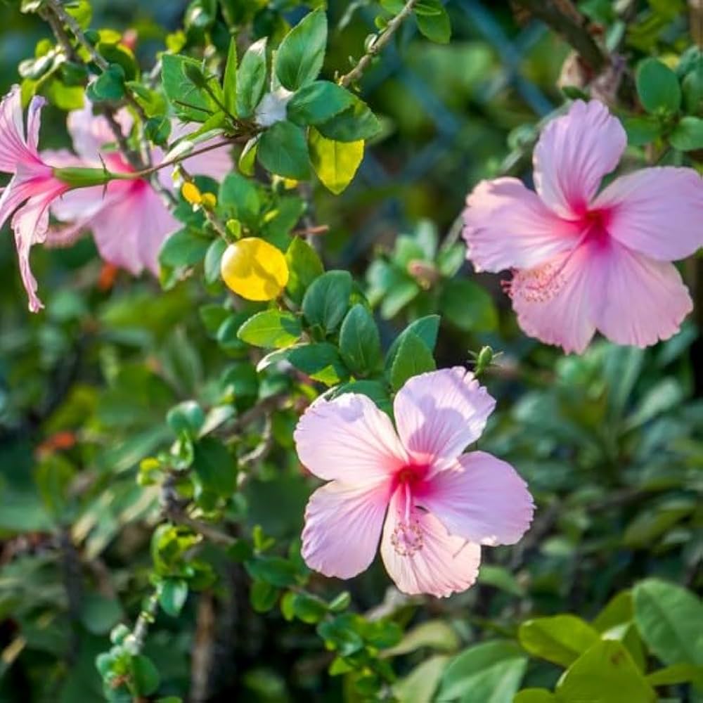Pink White Hibiscus Flower Seeds for Planting | Heirloom Non-GMO High Germination Organic Garden Seeds