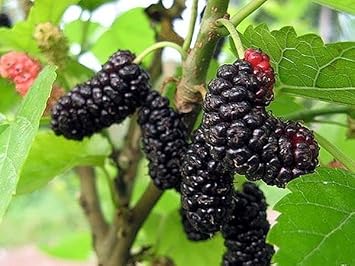 Fruit Seeds,Garden seeds, Seeds For Planting,Plant Seeds