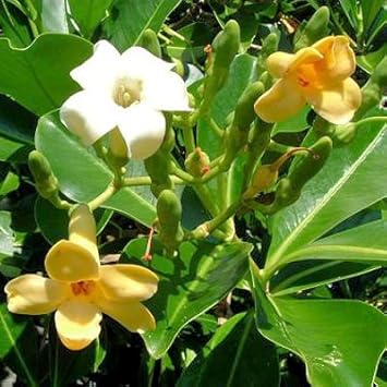 Flower Seeds, Seeds,Seeds For Planting,Plant Seeds