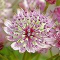 Pink Masterwort Flower Seeds for Planting – Drought-Tolerant Heirloom, Non-GMO, High Germination Garden Seeds