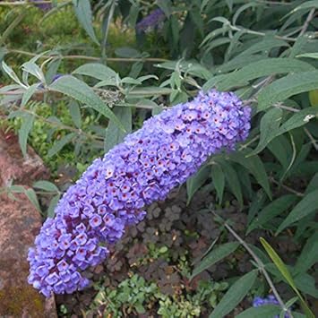 Flower Seeds, Seeds,Seeds For Planting,Plant Seeds