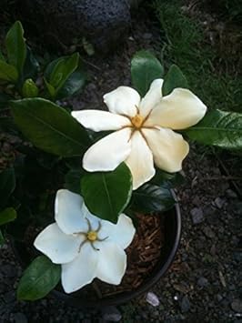 White Jasminoides Flower Seeds for Planting – Hardy Variety, Heirloom, Non-GMO Seeds for Home Garden