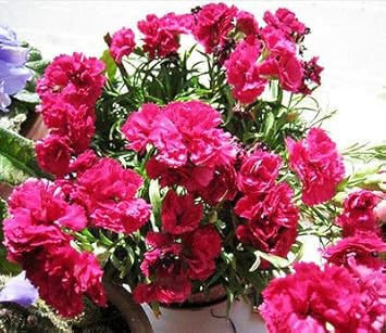 Flower Seeds, Seeds,Seeds For Planting,Plant Seeds