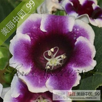 Flower Seeds, Seeds,Seeds For Planting,Plant Seeds