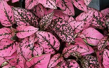 Vegetable Seeds,Garden seeds, Seeds For Planting,Plant Seeds