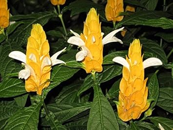 White Yellow Pachystachys Flower Seeds for Planting – Heirloom, Non-GMO, Fragrant Blossoms, Organic Garden