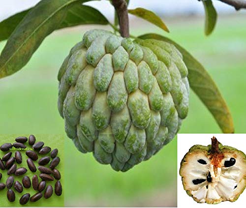 Custard Apple Fruit Seeds – Heirloom, Non-GMO Seeds for Exotic Orchard Tree Planting