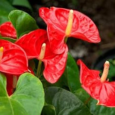 Flower Seeds, Seeds,Seeds For Planting,Plant Seeds