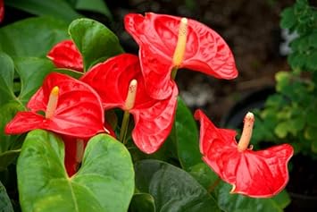 Flower Seeds, Seeds,Seeds For Planting,Plant Seeds