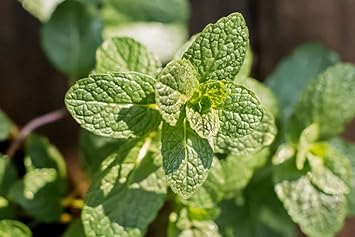 Vegetable Seeds,Garden seeds, Seeds For Planting,Plant Seeds