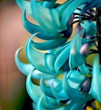 Flower Seeds, Seeds,Seeds For Planting,Plant Seeds