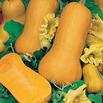 Vegetable Seeds,Garden seeds, Seeds For Planting,Plant Seeds