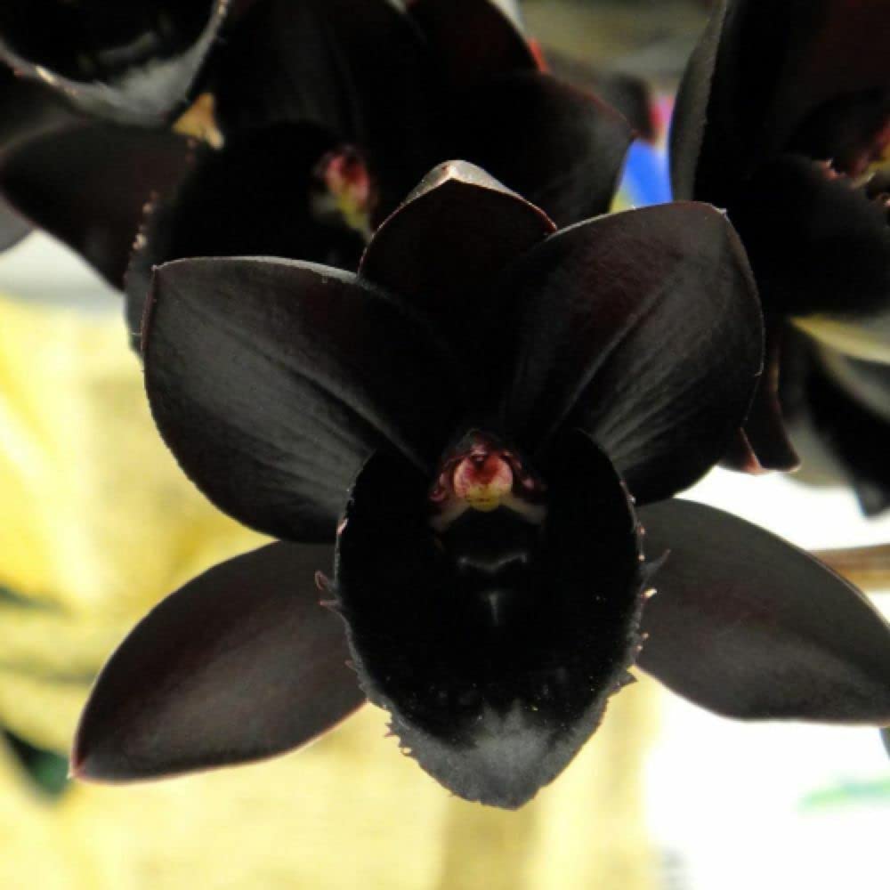 Butterfly Orchid Flower Seeds for Planting – Heirloom, Non-GMO, High Germination Organic Garden Seeds