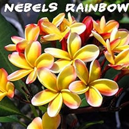 Flower Seeds, Seeds,Seeds For Planting,Plant Seeds