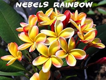 Flower Seeds, Seeds,Seeds For Planting,Plant Seeds