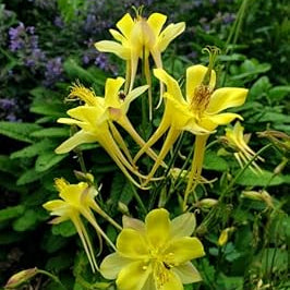 Flower Seeds, Seeds,Seeds For Planting,Plant Seeds