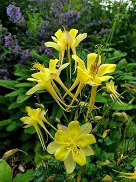 Flower Seeds, Seeds,Seeds For Planting,Plant Seeds