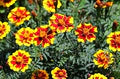 Marigold Marietta Flower Seeds for Planting – Heirloom, Non-GMO, High Germination Organic Garden Seeds
