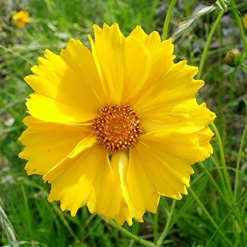 Red Yellow Coreopsis Flower seeds for Planting - Compact Growth, Heirloom & GMO Free Seeds for Home Garden