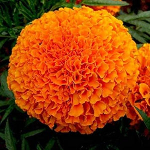Flower Seeds, Seeds,Seeds For Planting,Plant Seeds