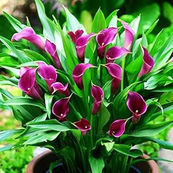 Flower Seeds, Seeds,Seeds For Planting,Plant Seeds