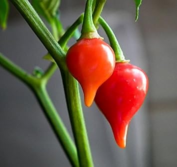 Vegetable Seeds,Garden seeds, Seeds For Planting,Plant Seeds